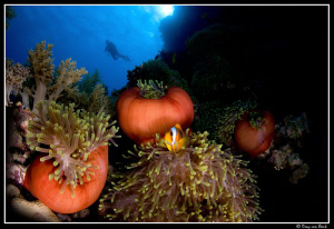 Red anemone and anemone fish XI. by Dray Van Beeck 